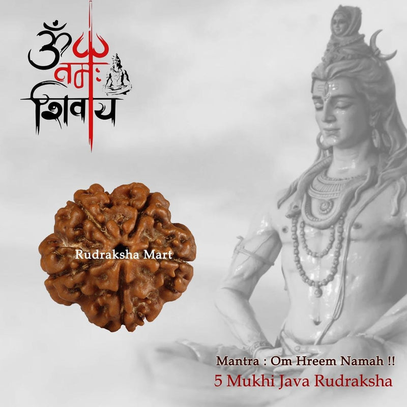 5 Mukhi Java Rudraksha in India, US, UK, Australia, Europe