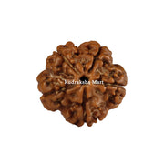 5 Mukhi Java Rudraksha in India, US, UK, Australia, Europe
