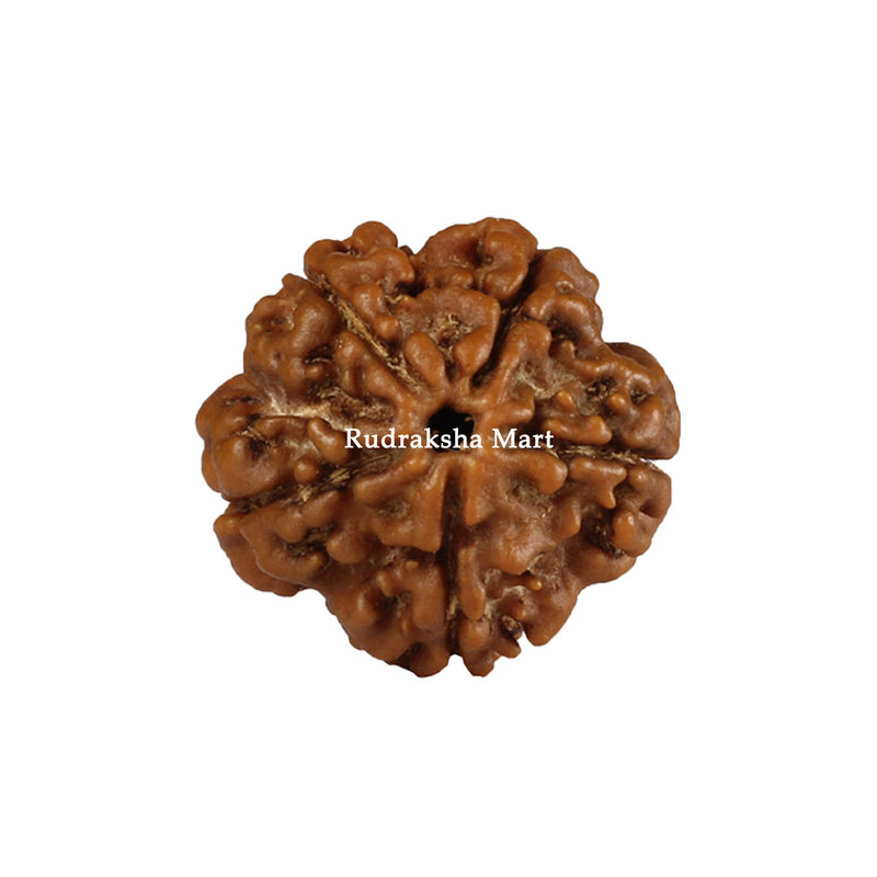 5 Mukhi Java Rudraksha in India, US, UK, Australia, Europe