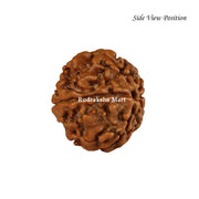 5 Mukhi Java Rudraksha in India, US, UK, Australia, Europe