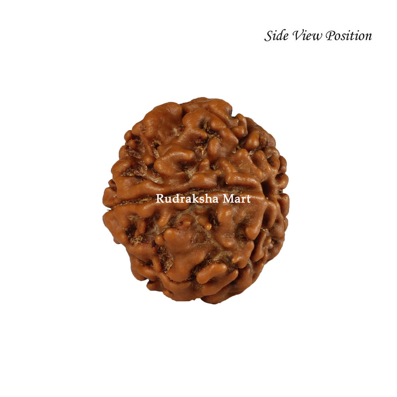 5 Mukhi Java Rudraksha in India, US, UK, Australia, Europe