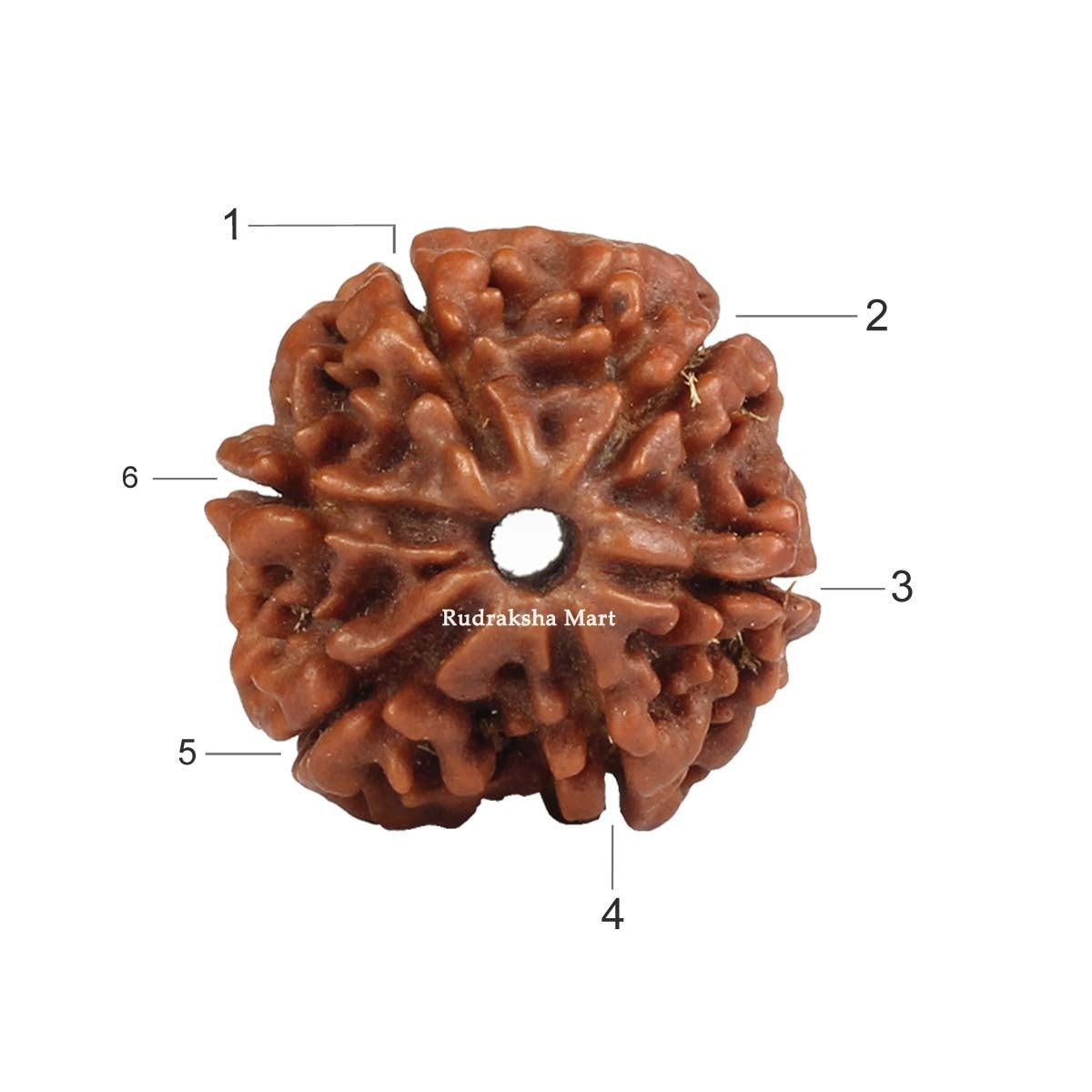 6 Mukhi Nepali Rudraksha in India, US, UK, Australia, Europe