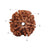 6 Mukhi Nepali Rudraksha in India, US, UK, Australia, Europe