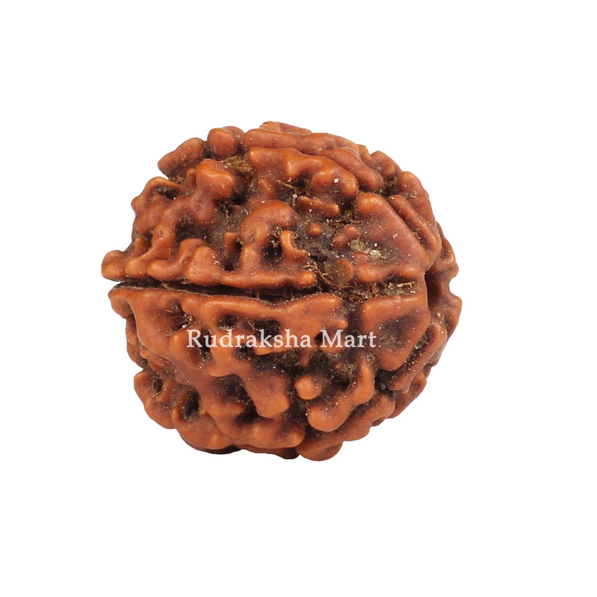 6 Mukhi Nepali Rudraksha in India, US, UK, Australia, Europe