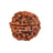6 Mukhi Nepali Rudraksha in India, US, UK, Australia, Europe