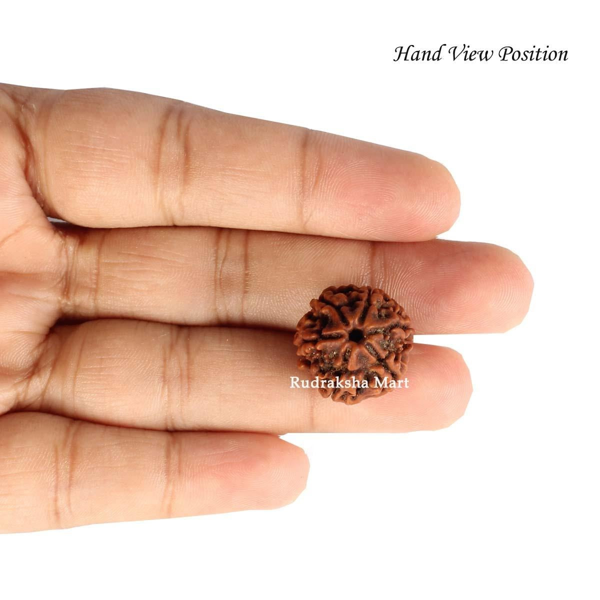 6 Mukhi Nepali Rudraksha in India, US, UK, Australia, Europe
