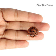 6 Mukhi Nepali Rudraksha in India, US, UK, Australia, Europe