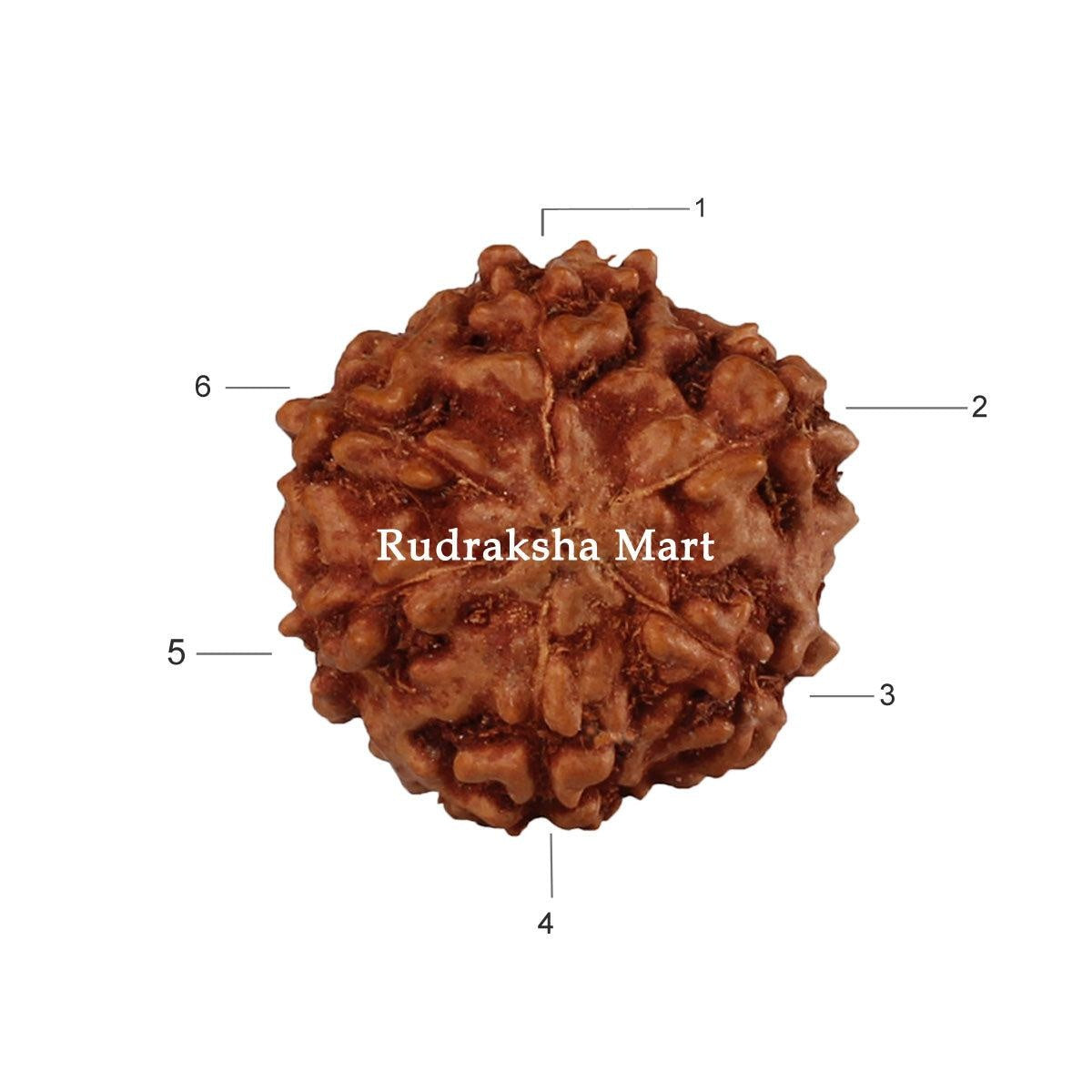 6 Mukhi Java Rudraksha Bead in India, US, UK, Australia, Europe