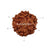 6 Mukhi Java Rudraksha Bead in India, US, UK, Australia, Europe