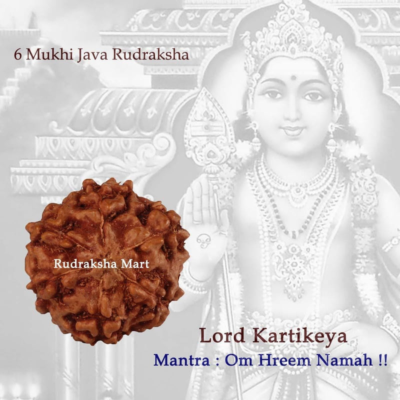 6 Mukhi Java Rudraksha Bead in India, US, UK, Australia, Europe