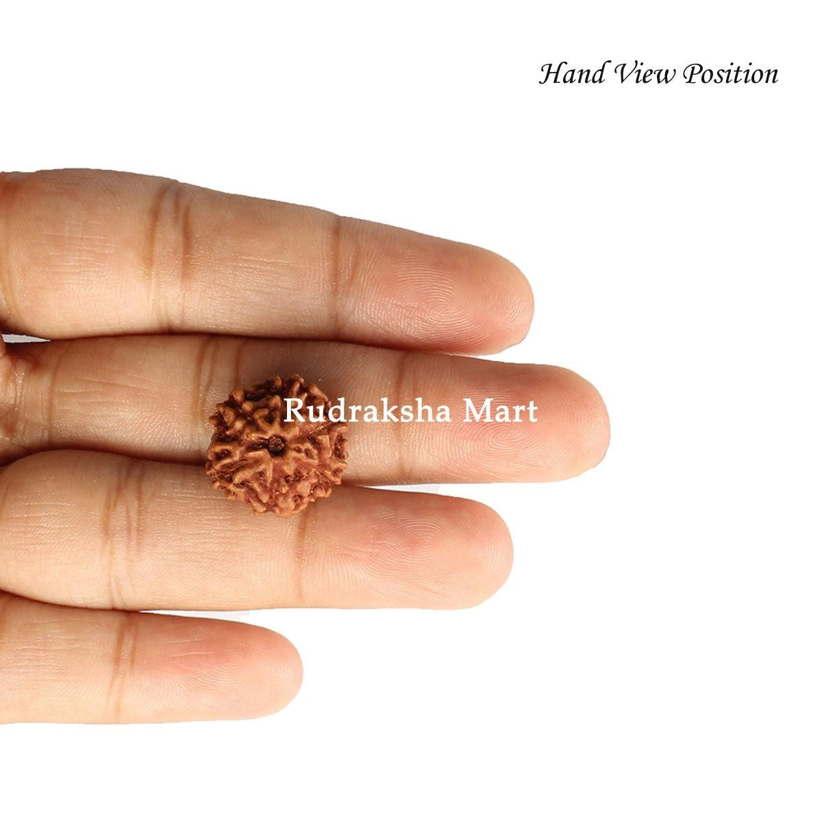 6 Mukhi Java Rudraksha Bead in India, US, UK, Australia, Europe