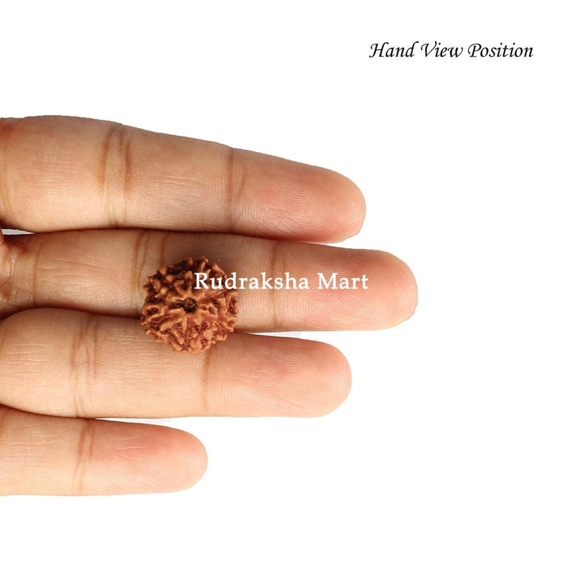 6 Mukhi Java Rudraksha Bead in India, US, UK, Australia, Europe