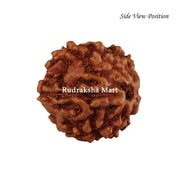 6 Mukhi Java Rudraksha Bead in India, US, UK, Australia, Europe