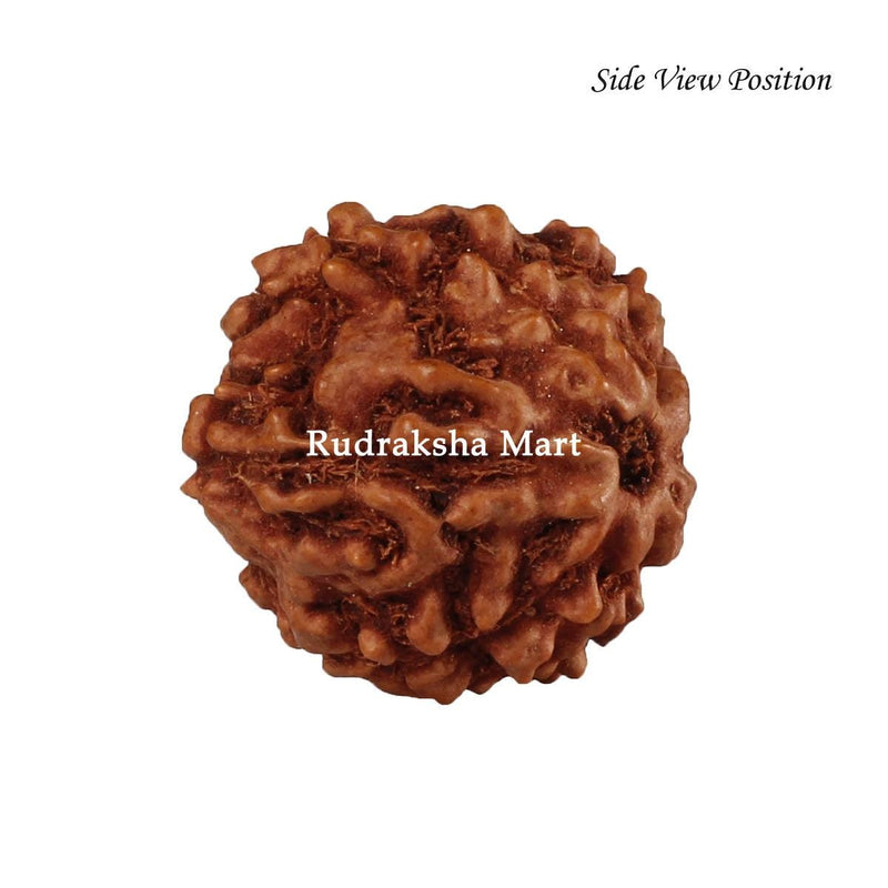 6 Mukhi Java Rudraksha Bead in India, US, UK, Australia, Europe