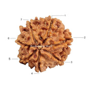 7 Mukhi Nepali Rudraksha in India, US, UK, Australia, Europe