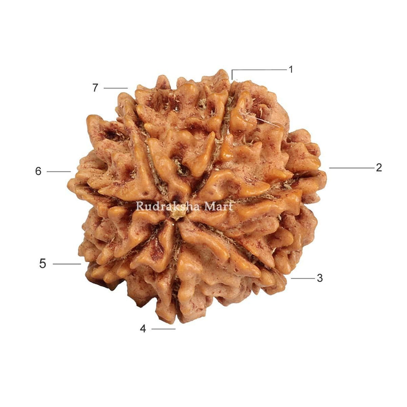 7 Mukhi Nepali Rudraksha in India, US, UK, Australia, Europe