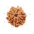 7 Mukhi Nepali Rudraksha in India, US, UK, Australia, Europe
