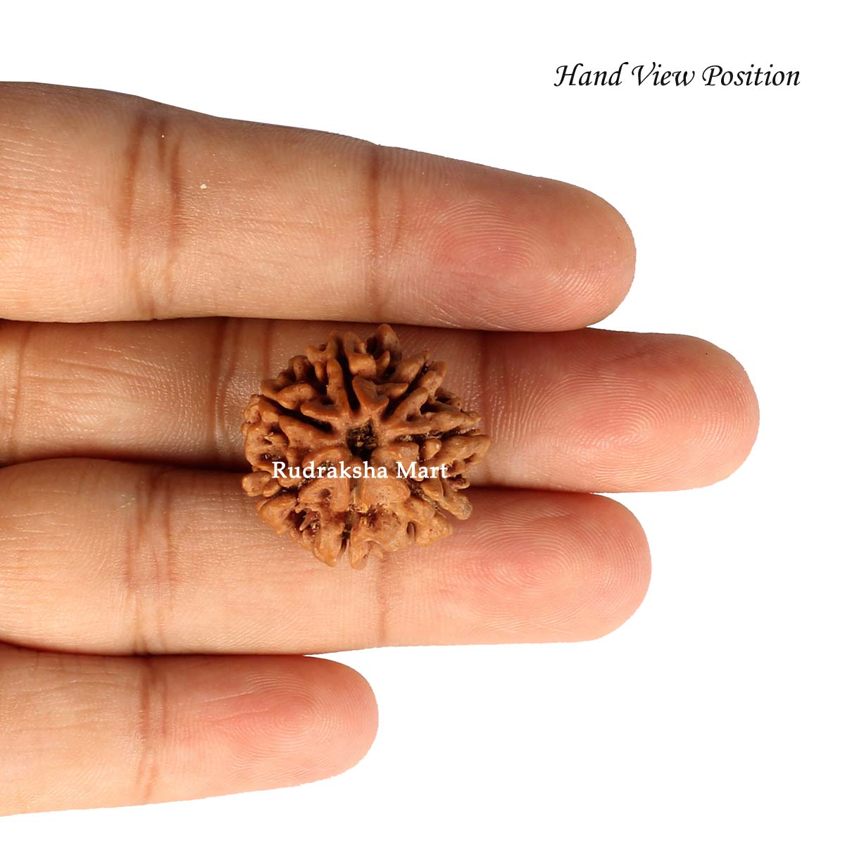 7 Mukhi Nepali Rudraksha in India, US, UK, Australia, Europe