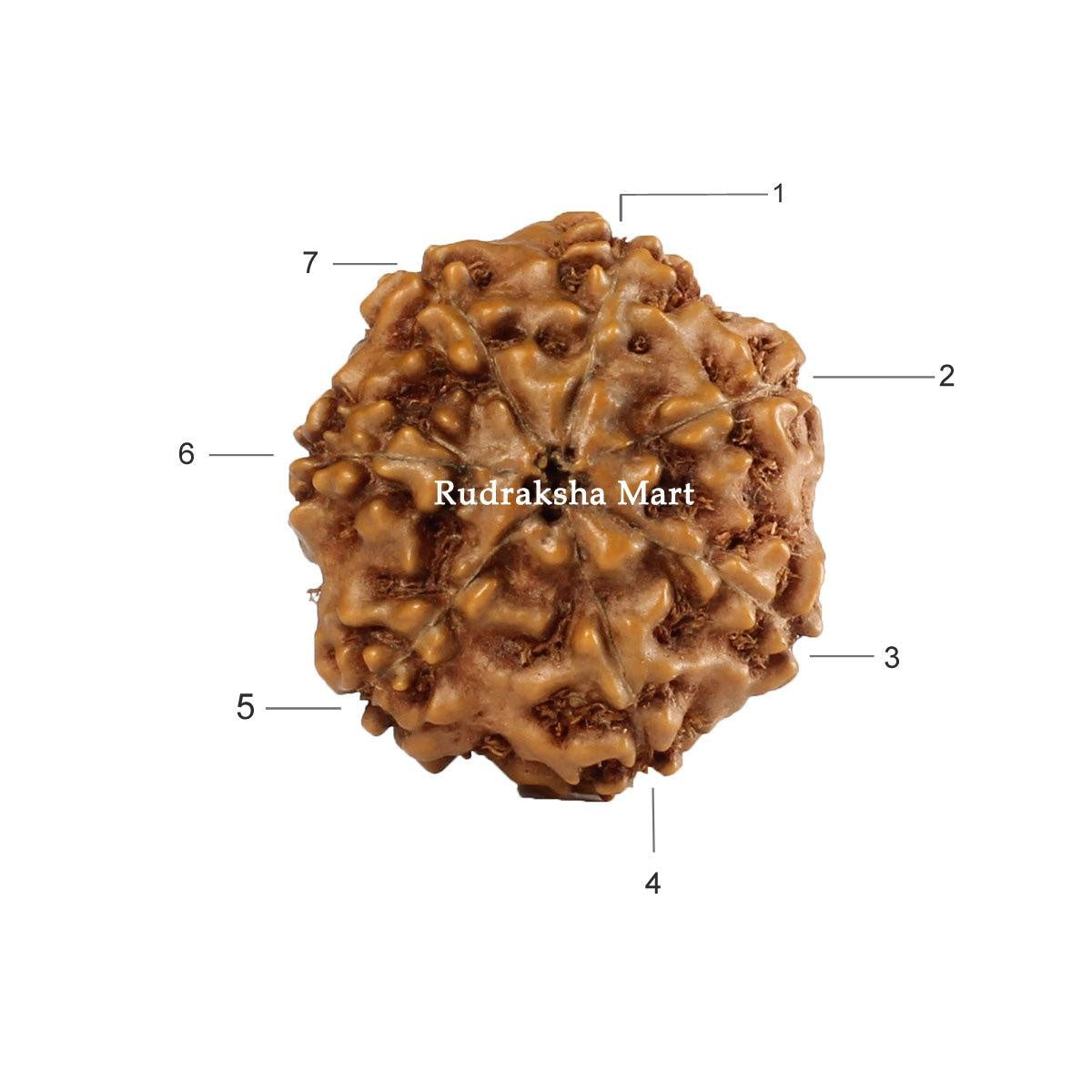 7 Mukhi Java Rudraksha in India, US, UK, Australia, Europe