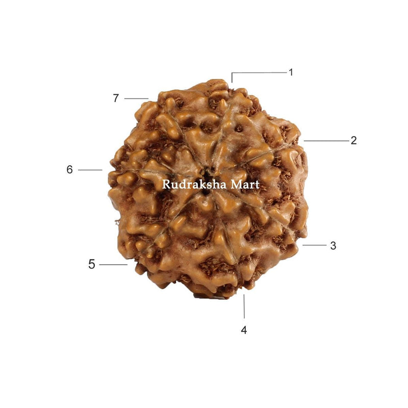 7 Mukhi Java Rudraksha in India, US, UK, Australia, Europe