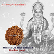 7 Mukhi Java Rudraksha in India, US, UK, Australia, Europe