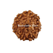 7 Mukhi Java Rudraksha in India, US, UK, Australia, Europe