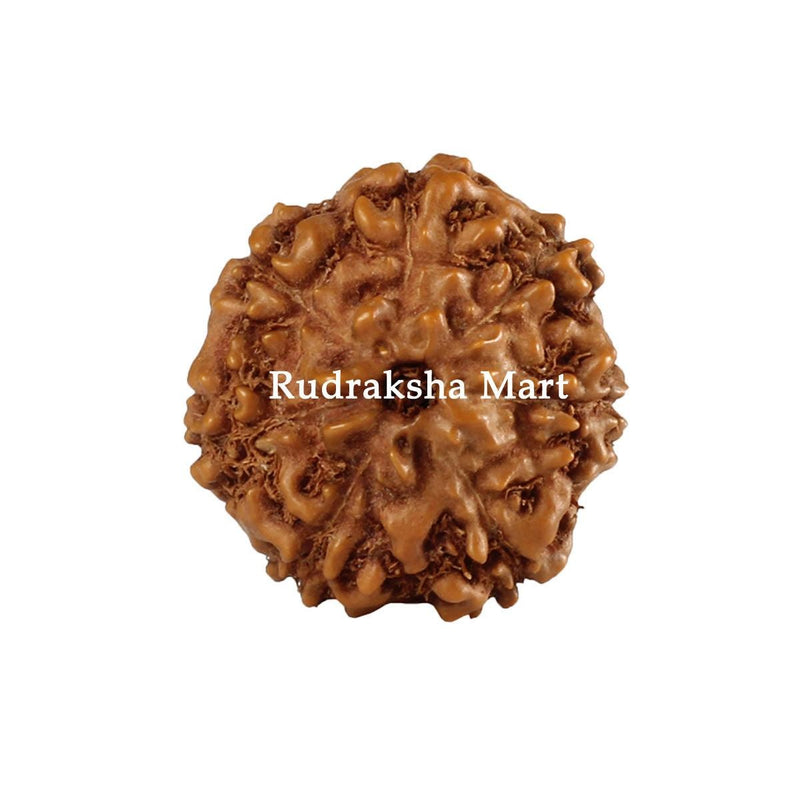 7 Mukhi Java Rudraksha in India, US, UK, Australia, Europe