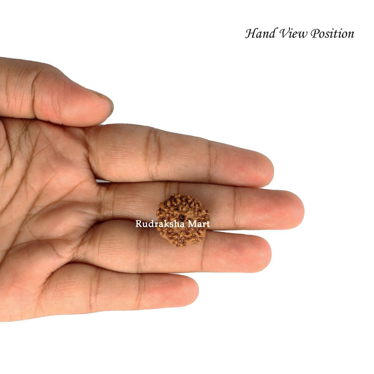 7 Mukhi Java Rudraksha in India, US, UK, Australia, Europe