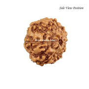 7 Mukhi Java Rudraksha in India, US, UK, Australia, Europe