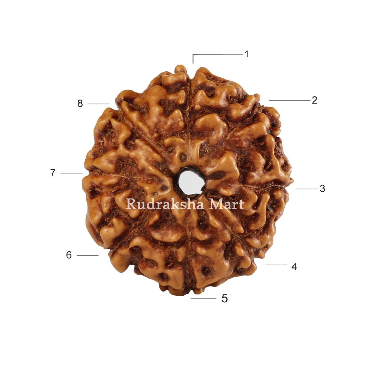8 Mukhi Java Rudraksha in India, US, UK, Australia, Europe