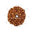 8 Mukhi Java Rudraksha in India, US, UK, Australia, Europe