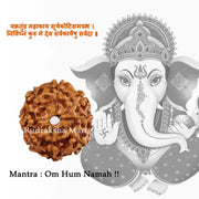 8 Mukhi Java Rudraksha in India, US, UK, Australia, Europe
