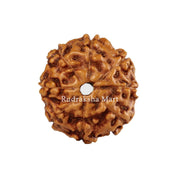 8 Mukhi Java Rudraksha in India, US, UK, Australia, Europe