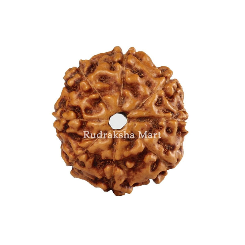 8 Mukhi Java Rudraksha in India, US, UK, Australia, Europe