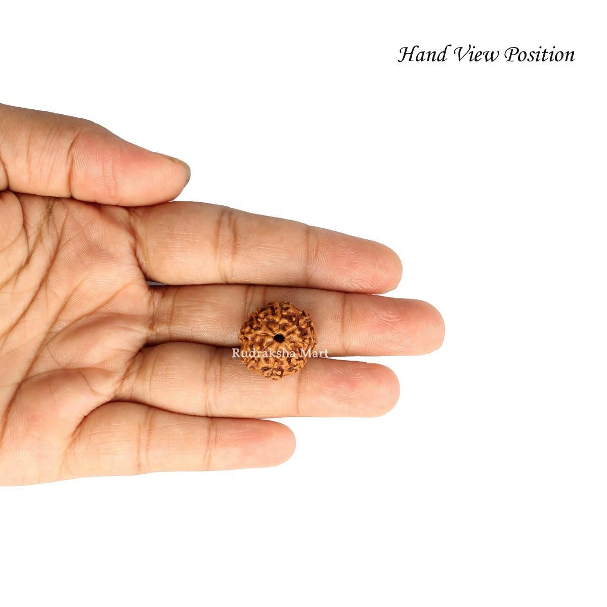 8 Mukhi Java Rudraksha in India, US, UK, Australia, Europe