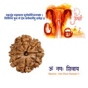 8 Mukhi Nepali Rudraksha in India, US, UK, Australia, Europe