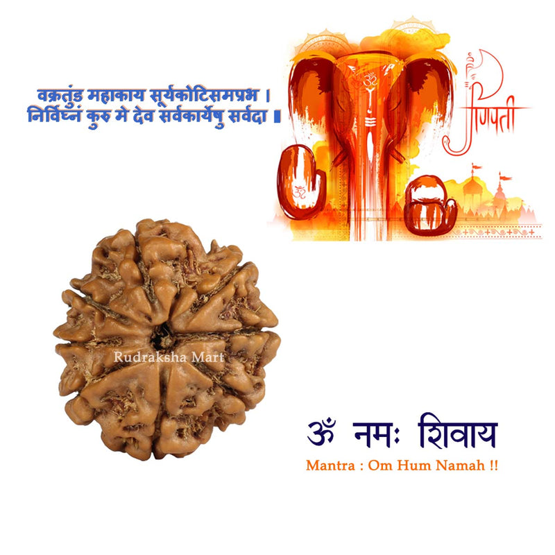 8 Mukhi Nepali Rudraksha in India, US, UK, Australia, Europe