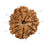 8 Mukhi Nepali Rudraksha in India, US, UK, Australia, Europe