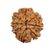 8 Mukhi Nepali Rudraksha in India, US, UK, Australia, Europe