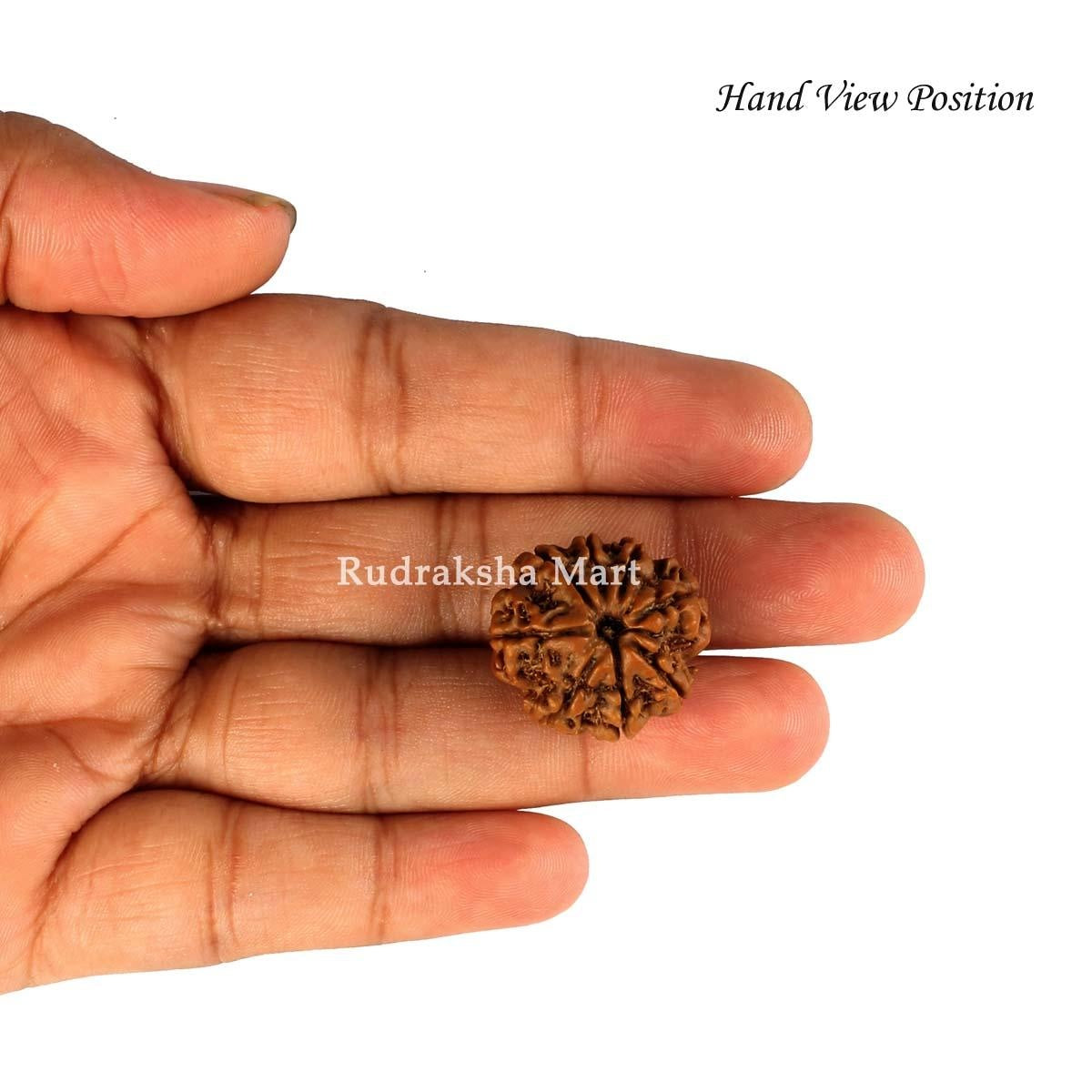 8 Mukhi Nepali Rudraksha in India, US, UK, Australia, Europe