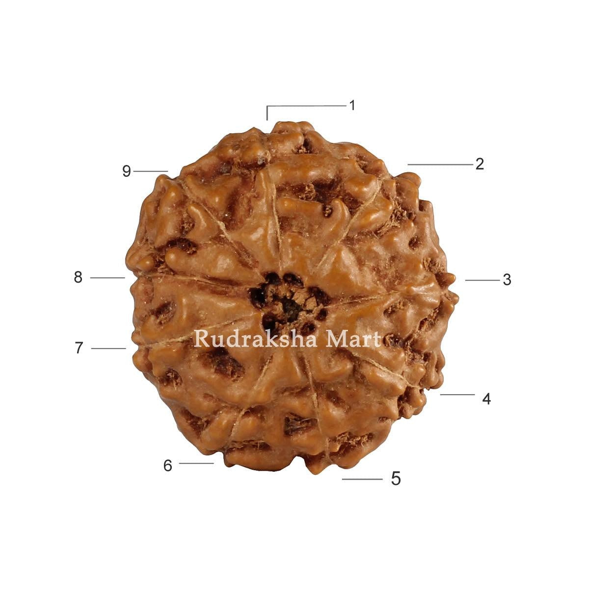 9 Mukhi Java Rudraksha in India, US, UK, Australia, Europe