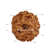 9 Mukhi Java Rudraksha in India, US, UK, Australia, Europe