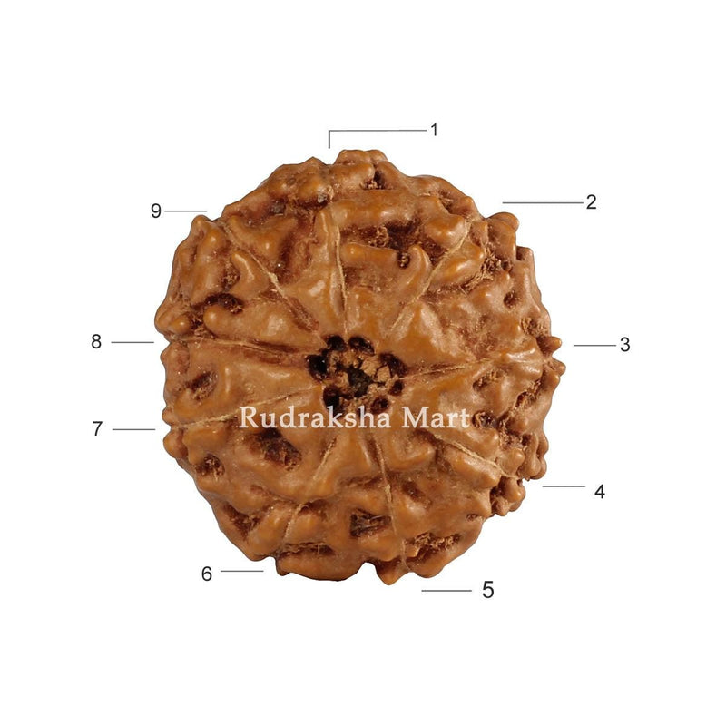 9 Mukhi Java Rudraksha in India, US, UK, Australia, Europe