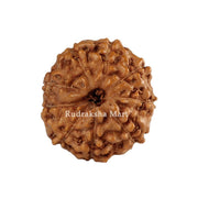 9 Mukhi Java Rudraksha in India, US, UK, Australia, Europe