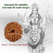 9 Mukhi Java Rudraksha in India, US, UK, Australia, Europe