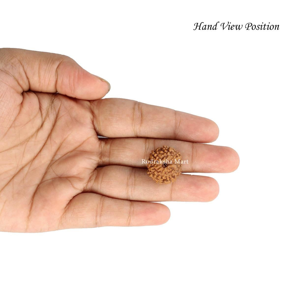 9 Mukhi Java Rudraksha in India, US, UK, Australia, Europe