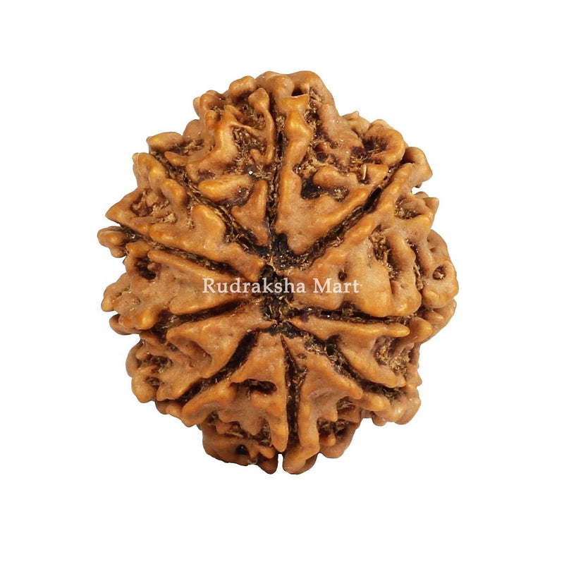 9 Mukhi Nepali Rudraksha in India, US, UK, Australia, Europe