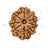 9 Mukhi Nepali Rudraksha in India, US, UK, Australia, Europe