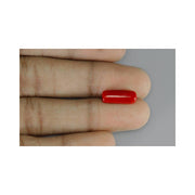 Natural Coral- 6 in India, US, UK, Australia, Europe