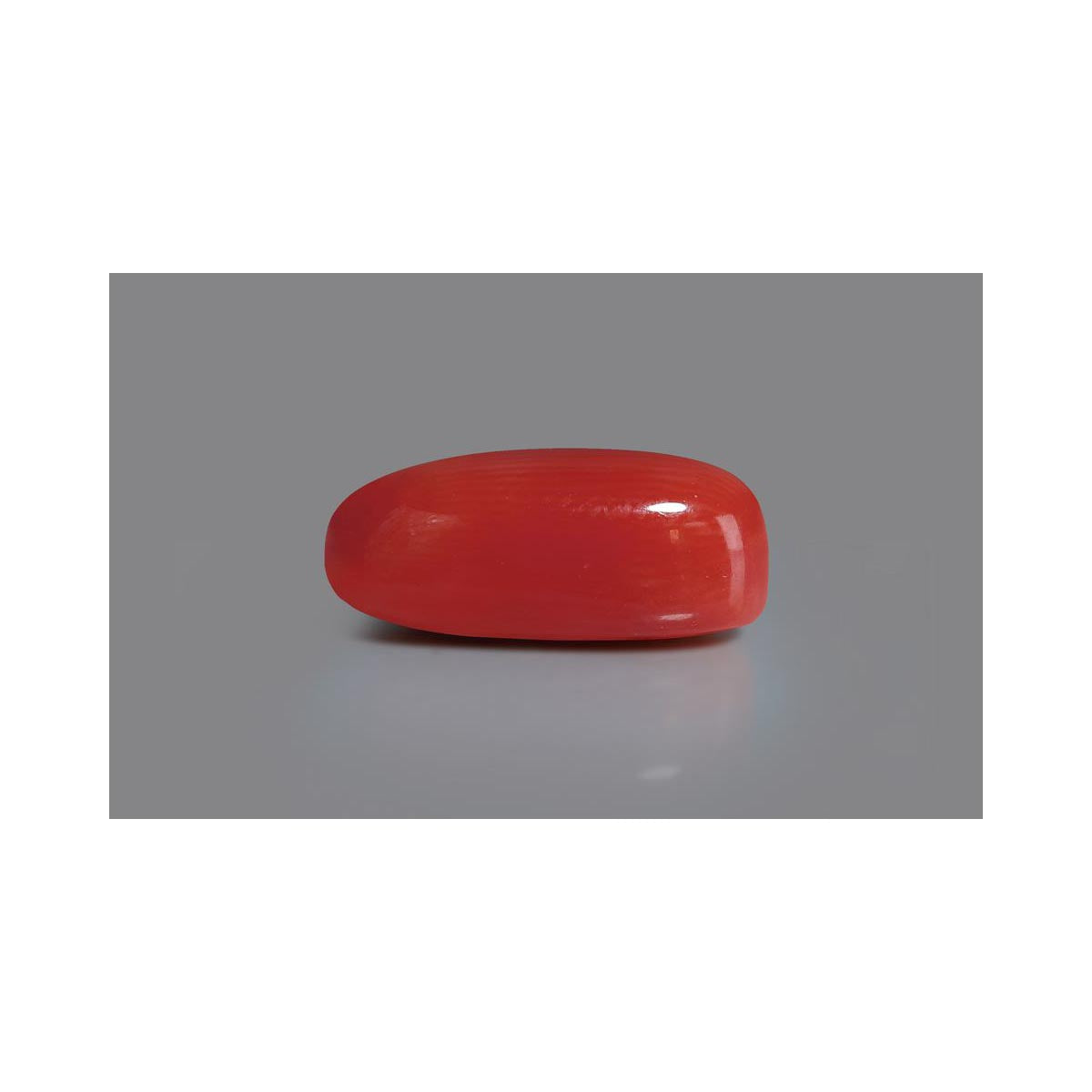 Natural Coral- 12 in India, US, UK, Australia, Europe